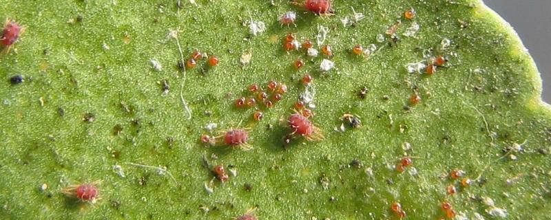 紅蜘蛛怎么防治？用什么藥最有效